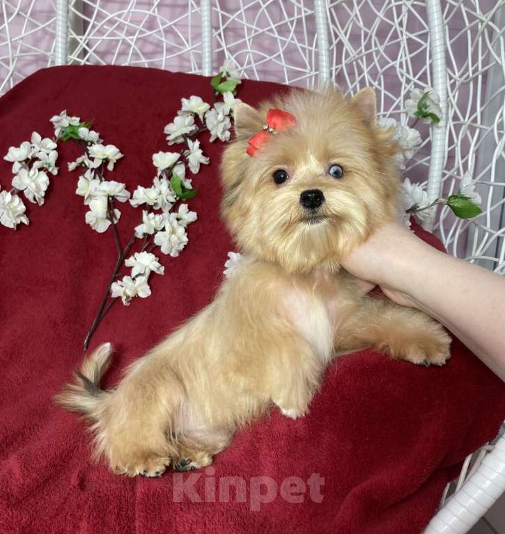 Собаки в Москве: Рыжий йорк с голубым глазом девочка мини Девочка, 100 000 руб. - фото 1