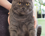 Кошки в Люберцах: Ищет дом ласковый красавец Мэйсон Мальчик, 10 руб. - фото 9