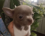 Собаки в Москве: Супер мальчик чихуа хуа Мальчик, 30 000 руб. - фото 2