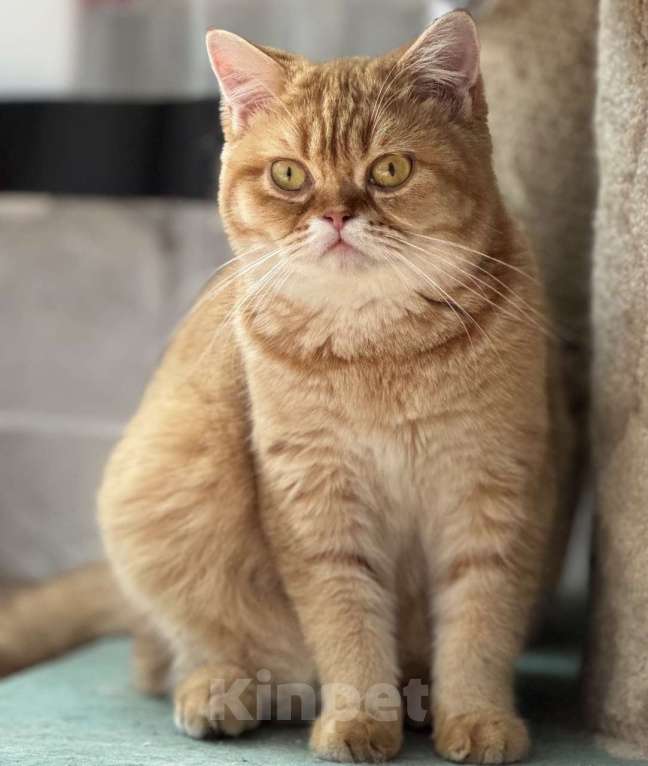 Кошки в Люберцах: Шотландские котята Девочка, 10 000 руб. - фото 3