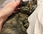 Кошки в Подольске: Котенок в добрые руки Девочка, Бесплатно - фото 2