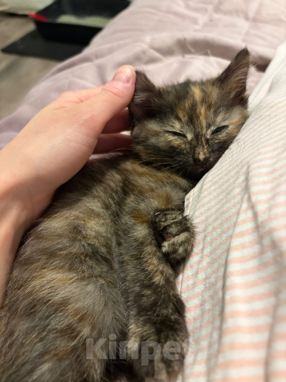 Кошки в Подольске: Котенок в добрые руки Девочка, Бесплатно - фото 2