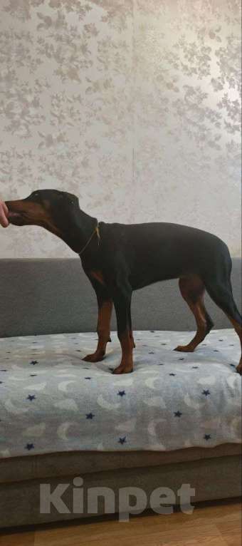 Собаки в Волгограде: Щенки собаки породы Доберман Девочка, 15 000 руб. - фото 2