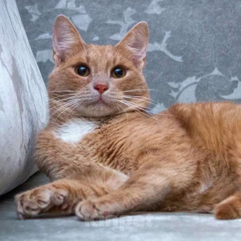 Кошки в Москве: Невероятно ласковый кот Оскар ищет семью! Мальчик, 10 руб. - фото 1