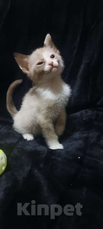 Кошки в Донецке: Сфинкс браш девочка Девочка, 7 000 руб. - фото 3