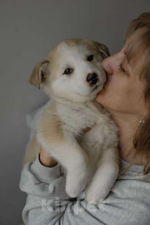 Собаки в Видном: Ягодка ищет дом Девочка, Бесплатно - фото 4