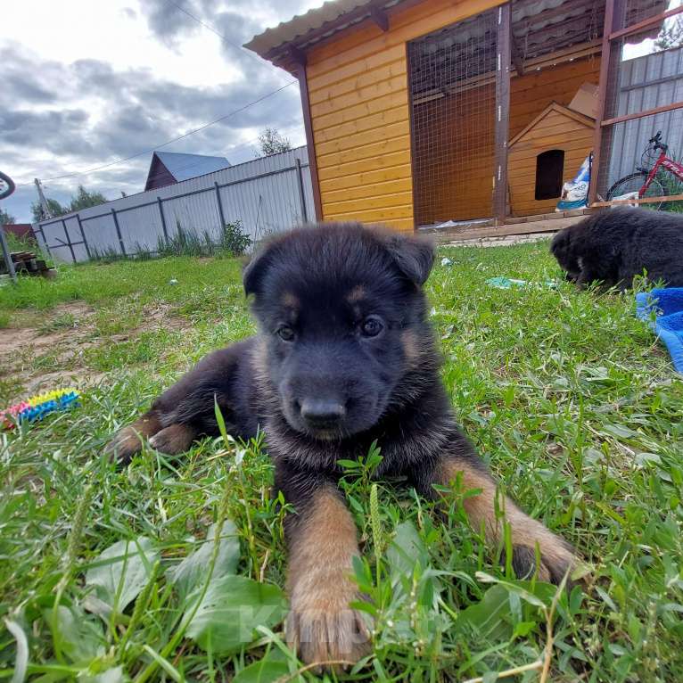 Собаки в других городах Владимирской области: Высокопородные щенки немецкой овчарки от титулованных родителей Мальчик, 75 000 руб. - фото 8