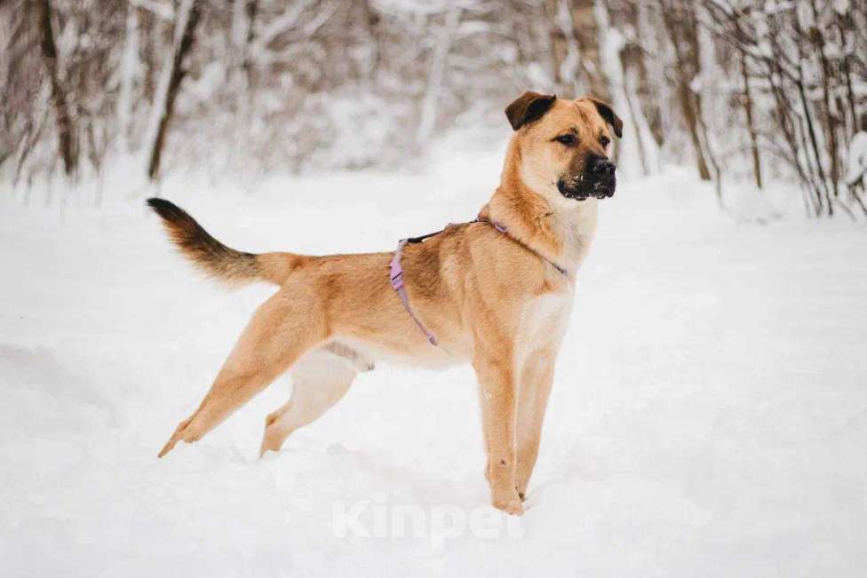 Собаки в Москве: Йен ищет дом Мальчик, Бесплатно - фото 5