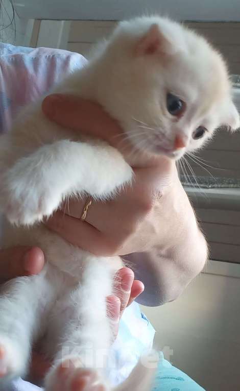 Кошки в Павловском Посаде: Шотландские вислоухие  и прямоухие котята Разнополые, 10 000 руб. - фото 2