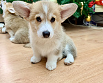 Собаки в Краснодаре: Щенки Вельш-корги Пемброк Мальчик, 55 000 руб. - фото 4