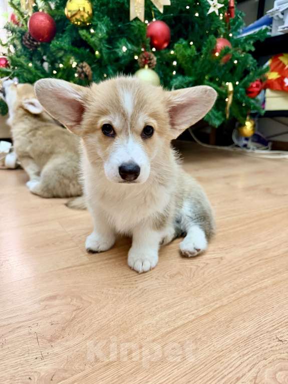 Собаки в Краснодаре: Щенки Вельш-корги Пемброк Мальчик, 55 000 руб. - фото 4