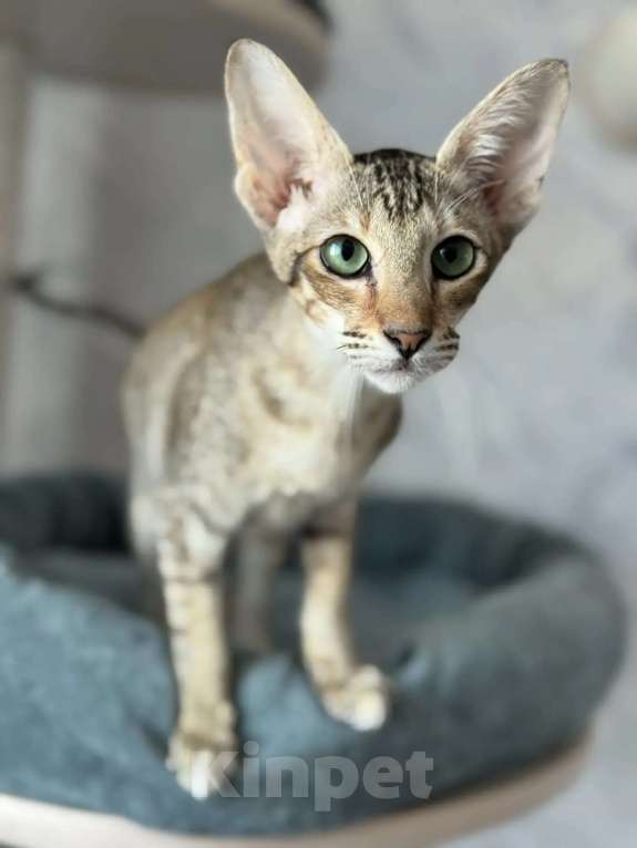 Кошки в Рязани: Ориентальный котенок Девочка, Бесплатно - фото 3