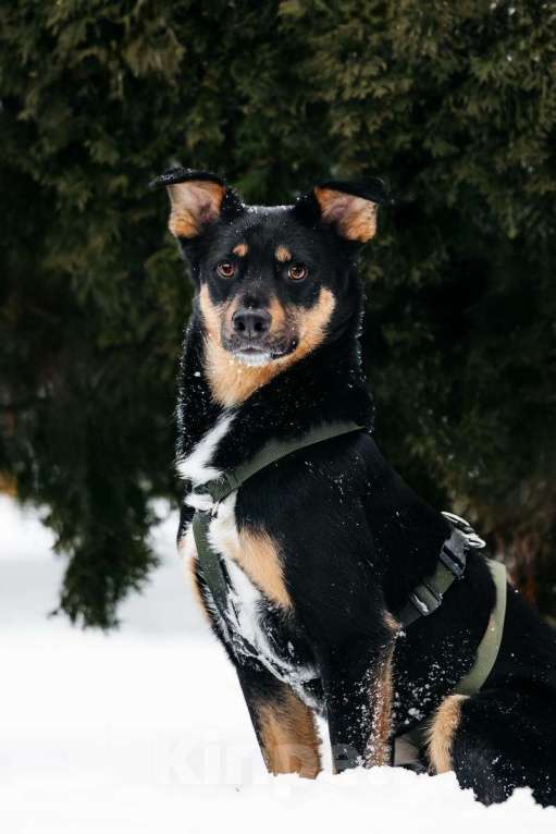 Собаки в Москве: Невероятно ласковый мальчик Деймонд ищет дом! Мальчик, Бесплатно - фото 4