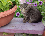 Кошки в Томске: Котенок Девочка, 1 руб. - фото 1