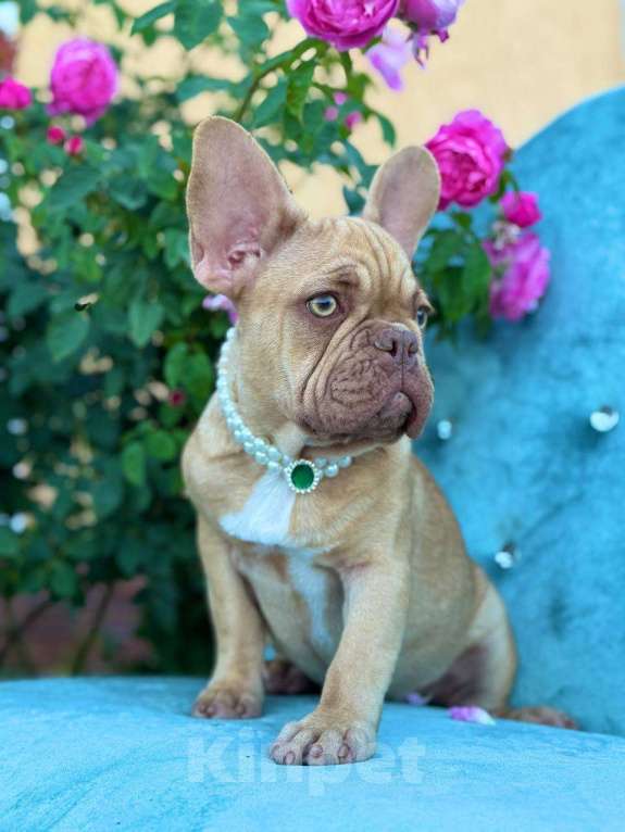 Собаки в Москве: Французский бульдог  Мальчик, 50 000 руб. - фото 5