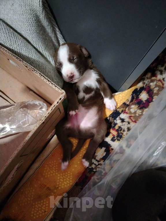 Собаки в Саке: Продажам Мальчик, 15 000 руб. - фото 5