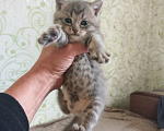 Кошки в Новосибирске: Отдам котят в добрые руки Разнополые, Бесплатно - фото 5