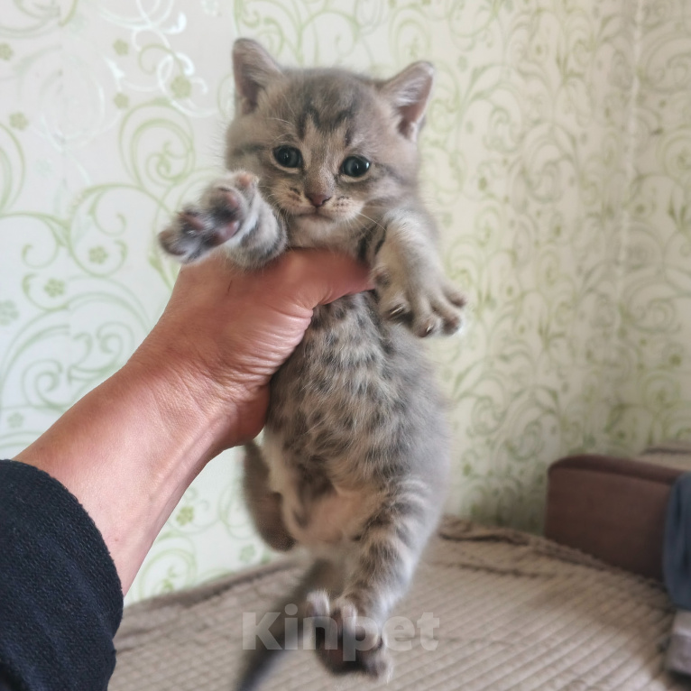 Кошки в Новосибирске: Отдам котят в добрые руки Разнополые, Бесплатно - фото 5