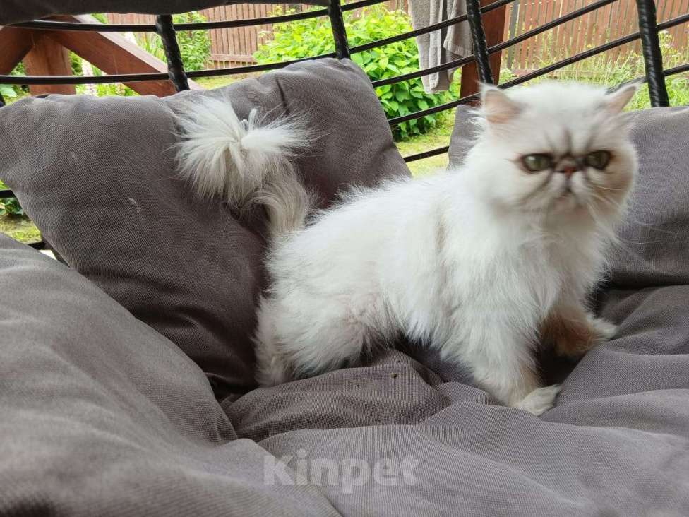 Кошки в других городах Московской области: Персидская зеленоглазая кошечка в добрые руки Девочка, Бесплатно - фото 6