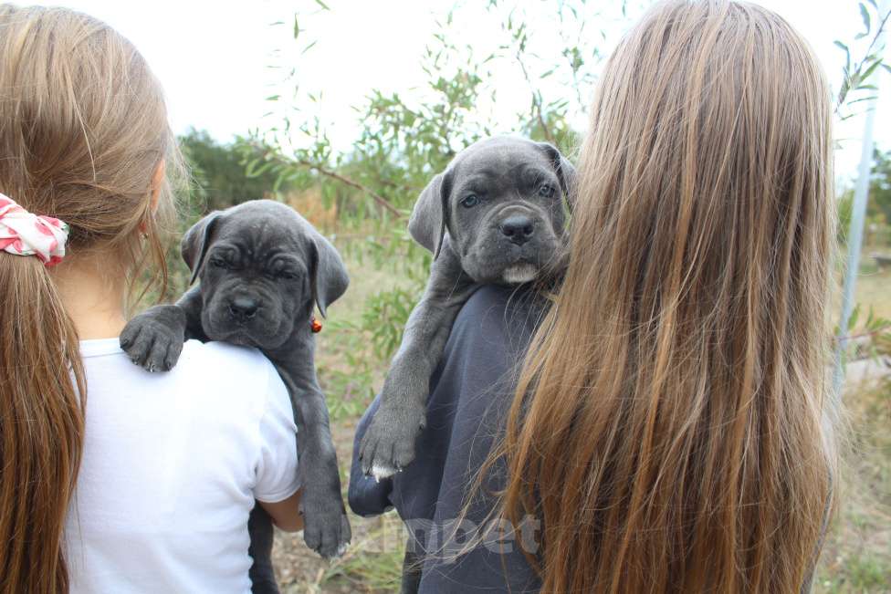Собаки в Ейске: Щенки Кане корсо  Девочка, 50 000 руб. - фото 3