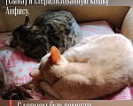 Кошки в Томске: Домашние животные Разнополые, Бесплатно - фото 1