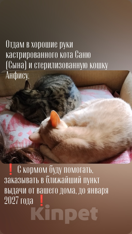 Кошки в Томске: Домашние животные Разнополые, Бесплатно - фото 1