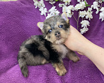 Собаки в Москве: Йорк с голубыми глазами крупный мальчик мерле Мальчик, 60 000 руб. - фото 1