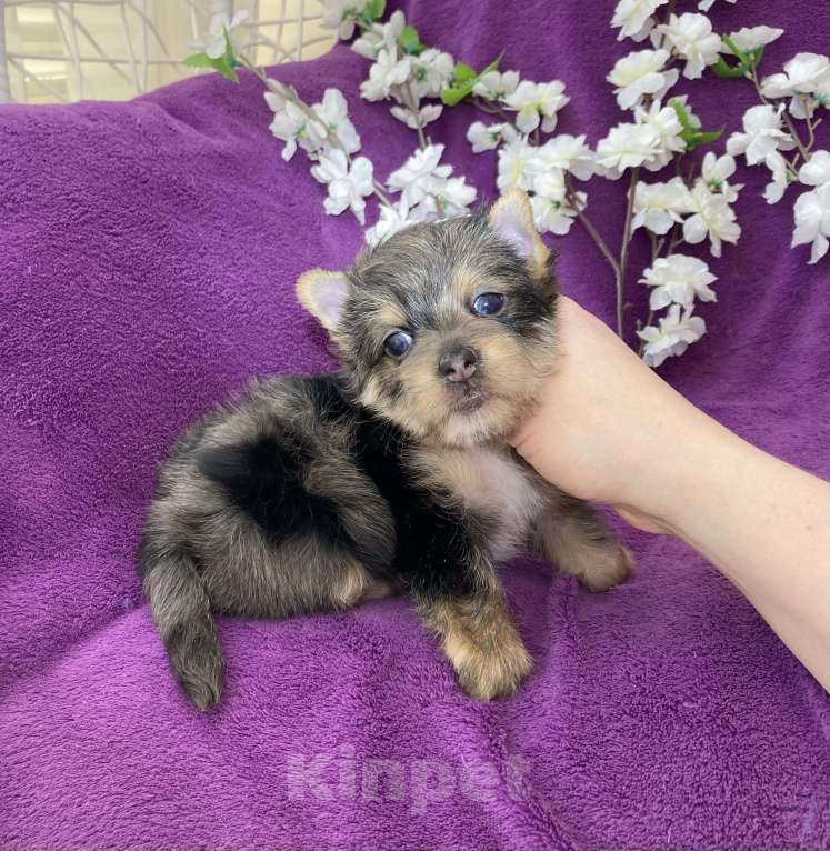 Собаки в Москве: Йорк с голубыми глазами крупный мальчик мерле Мальчик, 60 000 руб. - фото 1