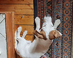 Собаки в Одинцово: Найден Джек Рассел Перхушково Мальчик, 1 руб. - фото 2