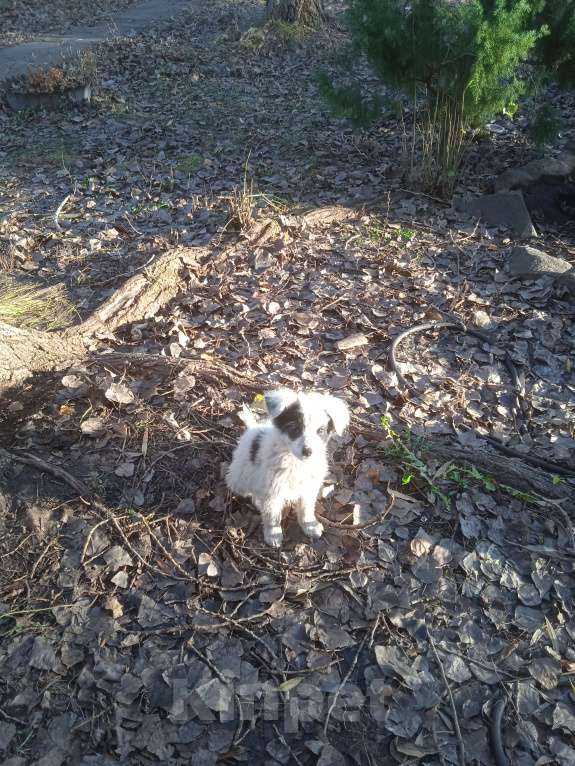 Собаки в Липецке: Очаровательные щенки Мальчик, Бесплатно - фото 6