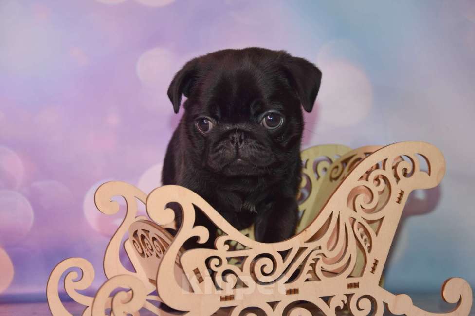 Собаки в Ростове-на-Дону: Щенки мопса  Мальчик, 60 000 руб. - фото 3