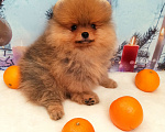 Собаки в Омске: Мальчик померанского шпица Мальчик, Бесплатно - фото 2