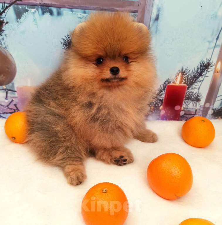 Собаки в Омске: Мальчик померанского шпица Мальчик, Бесплатно - фото 2