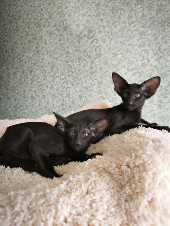 Кошки в Москве: Ориентальные котята в Москве. привитые Девочка, 70 000 руб. - фото 4