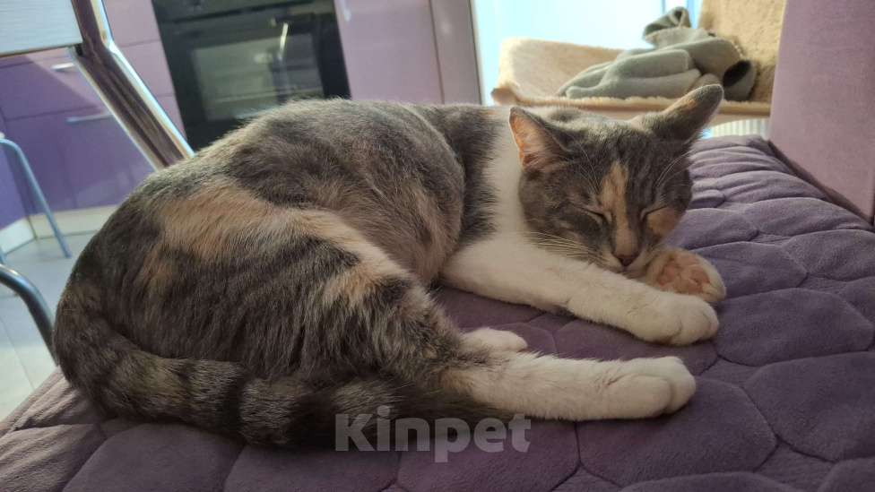 Кошки в Москве: Ласковая девочка в добрые руки Девочка, Бесплатно - фото 4