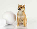 Собаки в Барнауле: Девочка Сиба Ину (Shiba Inu) Девочка, 100 000 руб. - фото 4