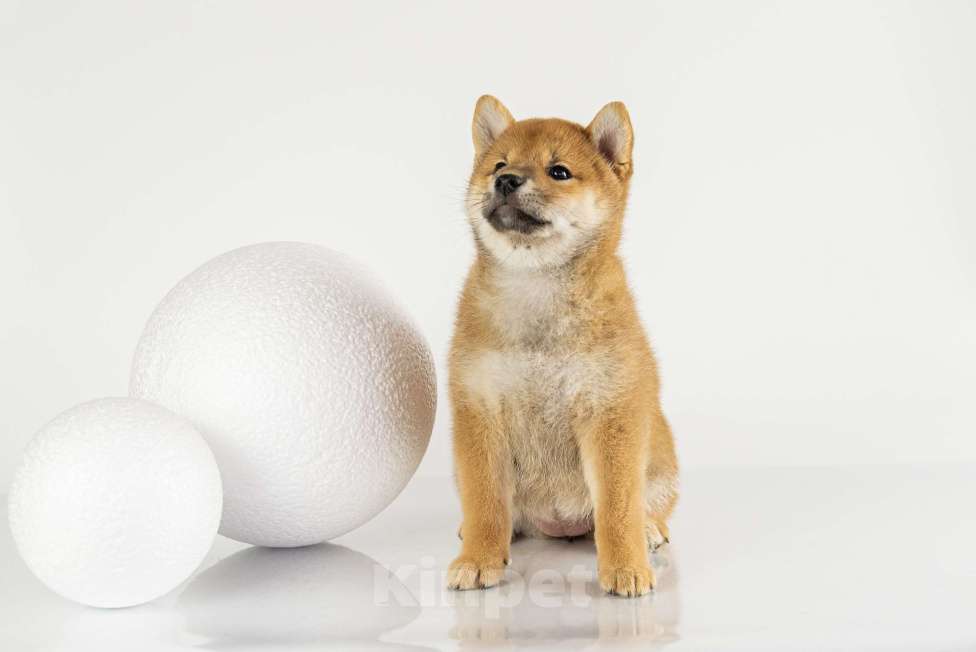 Собаки в Барнауле: Девочка Сиба Ину (Shiba Inu) Девочка, 100 000 руб. - фото 4