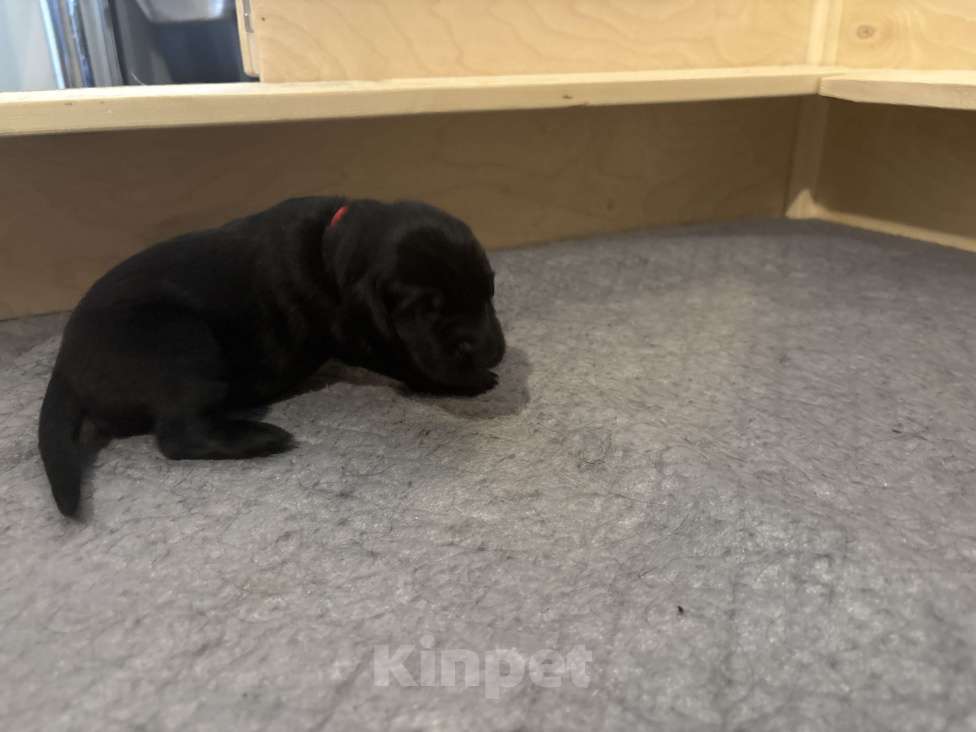 Собаки в Москве: Бронируем щенков прямошерстного ретривера флэт Девочка, 75 000 руб. - фото 4