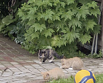 Кошки в других городах Ленинградской области: Черничка Девочка, Бесплатно - фото 5