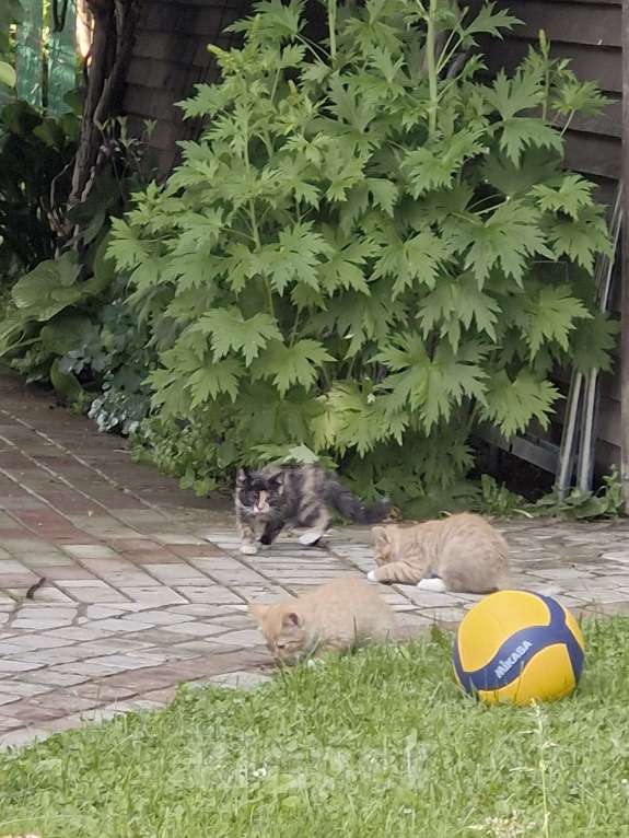 Кошки в других городах Ленинградской области: Черничка Девочка, Бесплатно - фото 5