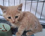 Кошки в Яхроме: Котятам срочно нужен дом. Разнополые, Бесплатно - фото 6