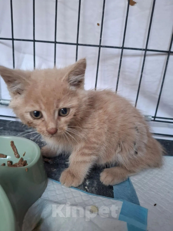Кошки в Яхроме: Котятам срочно нужен дом. Разнополые, Бесплатно - фото 6