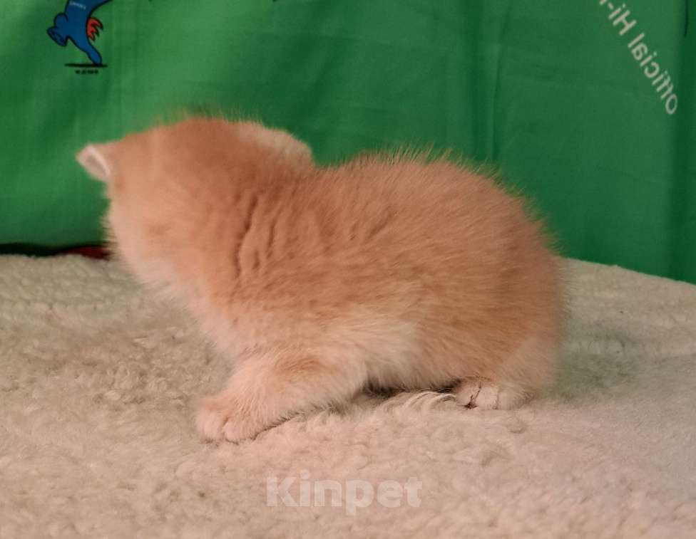 Кошки в Москве: Котик золотая шиншила  Мальчик, 70 000 руб. - фото 5