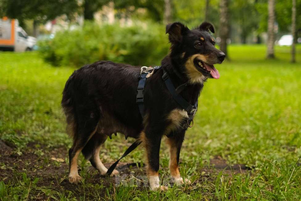 Собаки в Санкт-Петербурге: Дельта из приюта в добрые руки Девочка, Бесплатно - фото 4