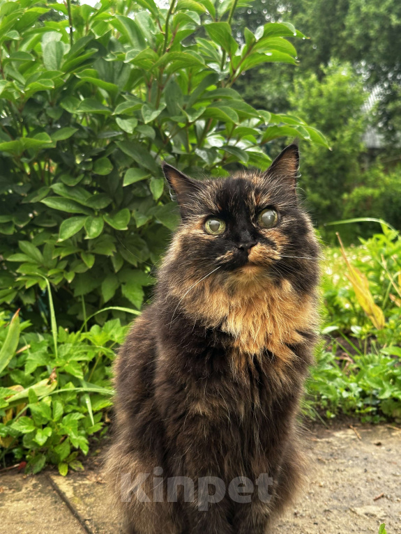 Кошки в других городах Московской области: Потерялась кошка  Девочка, 10 000 руб. - фото 3