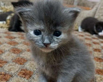 Кошки в Краснодаре: Котенок русской голубой кошки Девочка, 800 руб. - фото 3