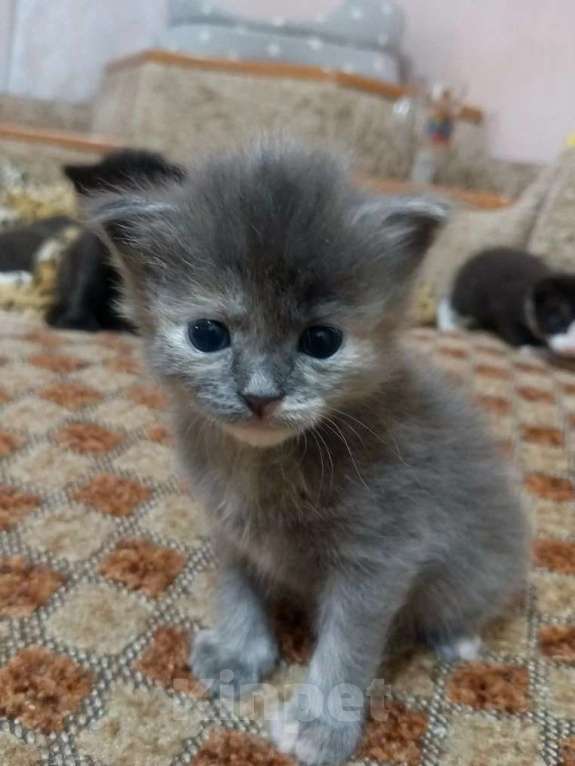 Кошки в Краснодаре: Котенок русской голубой кошки Девочка, 800 руб. - фото 3