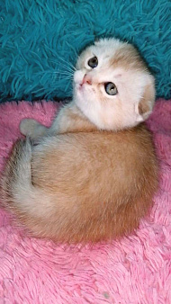 Шотландские вислоухие котята 