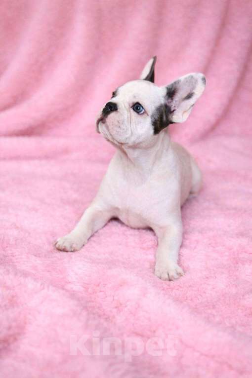 Собаки в Москве: Французская элита Девочка, 100 000 руб. - фото 8