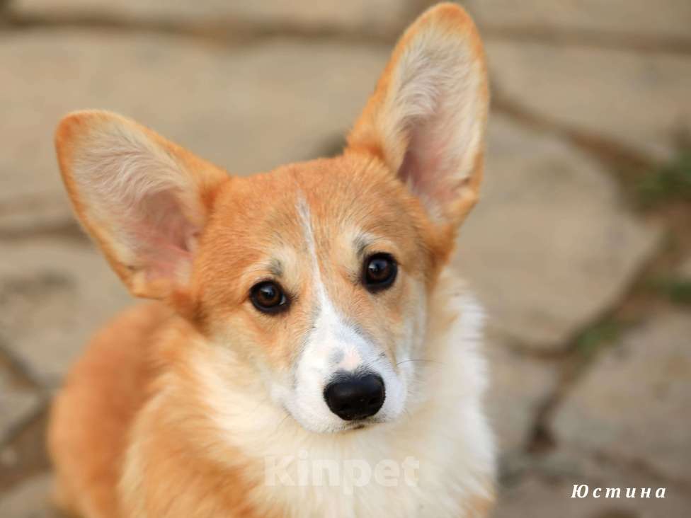 Собаки в других городах Московской области: Щенок вельш корги пемброк Девочка, 50 000 руб. - фото 3